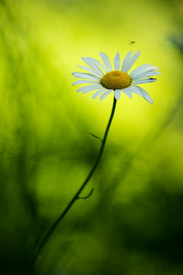 Marguerite