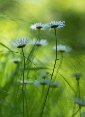Marguerites