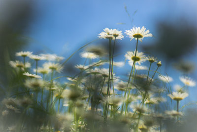 Marguerites