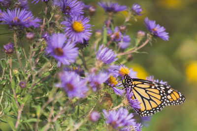 Monarque sur Aster 