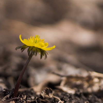 Eranthis hyemalis