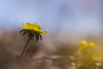 Eranthis hyemalis