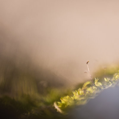 Sporophyte de Bryophyte