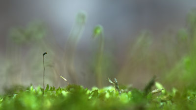 Sporophytes de Bryophyte