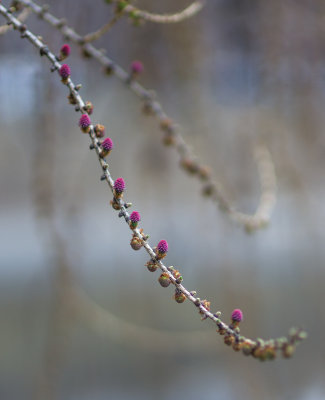 Fleurs de Mélèze
