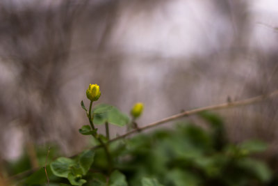 Plante