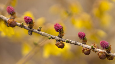 Fleurs de Mlze