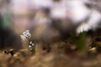 Puschkinia scilloides libanotica