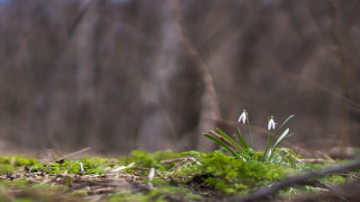 Perce-neige - Snowdrop - Galanthus nivalis 