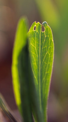 Feuille
