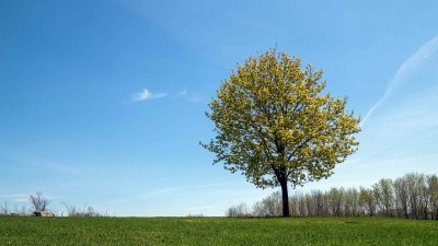 Un Arbre - Félix