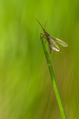 Miridae - Toilettage matinal