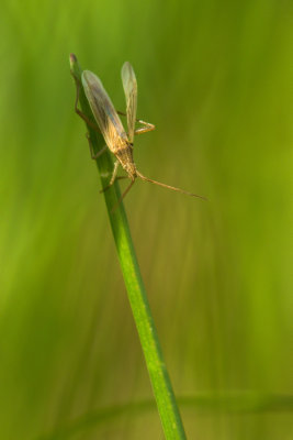 Miridae - Toilettage matinal