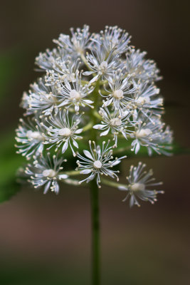 Maanthme  grappes ou Smilacine  grappes