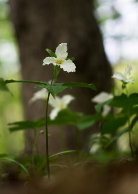 Trilles blancs