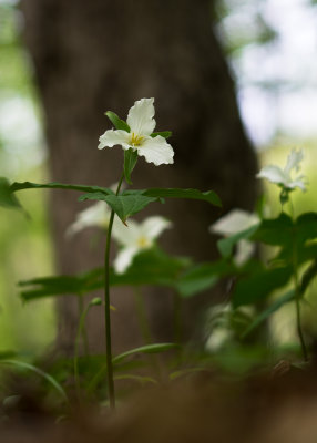 Trilles blancs 