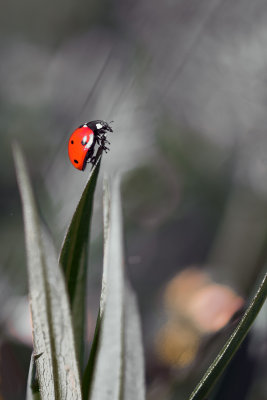 Coccinelle