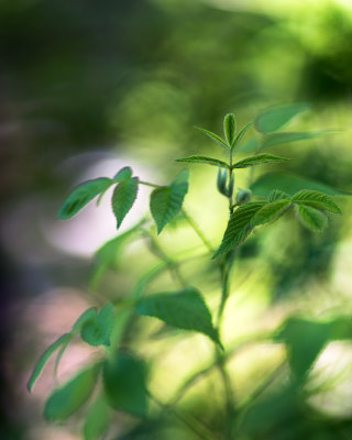 Plante
