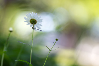 Fourmis sous Marguerite