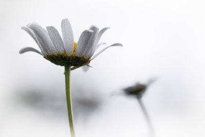 Marguerites