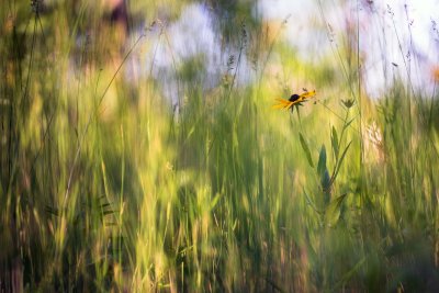 Rudbeckia