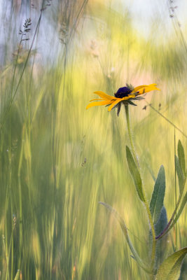 Rudbeckia