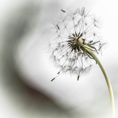 Pappus