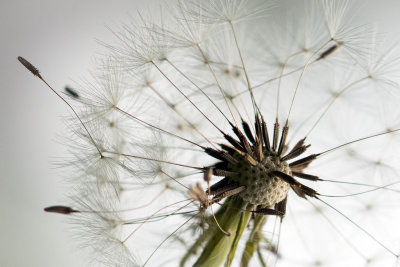 Pappus