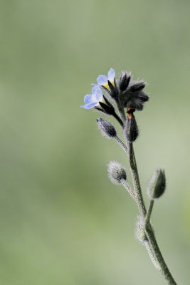 Deux petites fleurs Myosotis