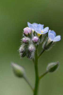 Myosotis
