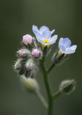 Myosotis