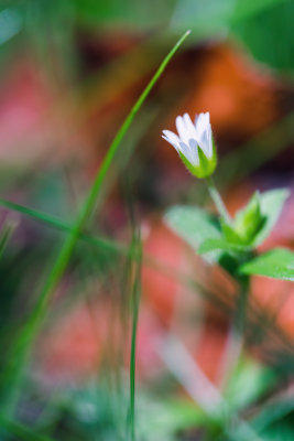 Mini-Plante