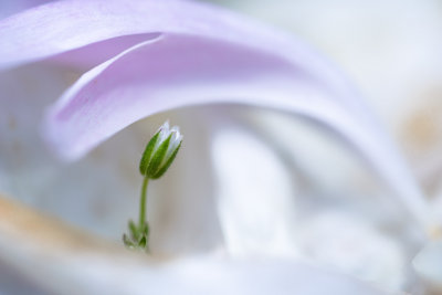 Mini-Fleur et grosse Fleur
