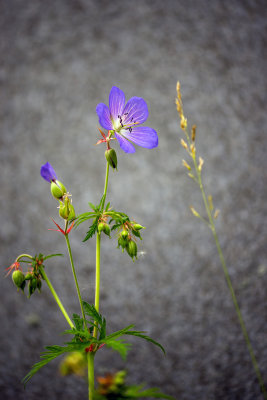 Plante