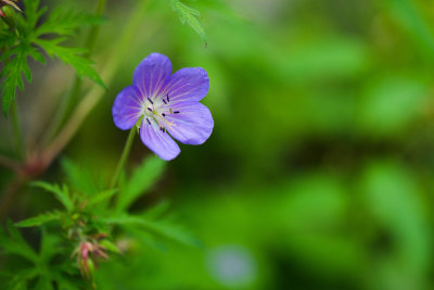 Fleur