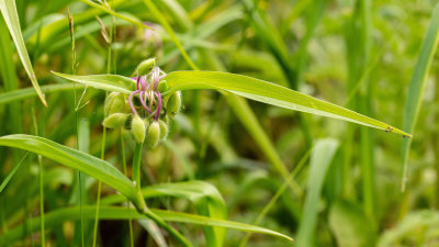 Plantes et Insectesg