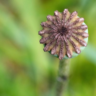 Plante (16)
