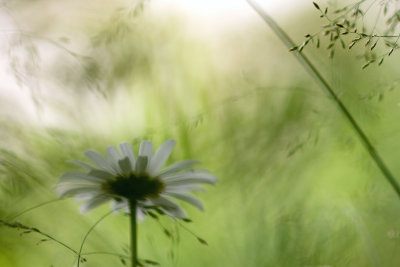 Marguerite