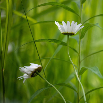 Marguerites