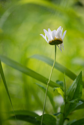 Marguerite