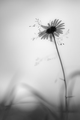 Marguerite