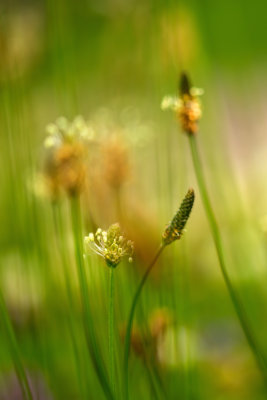 Plantins