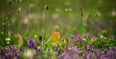Macro-Panorama