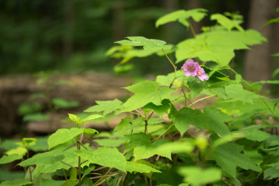 En forêt