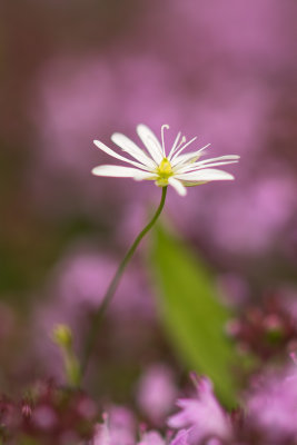 Petite fleur