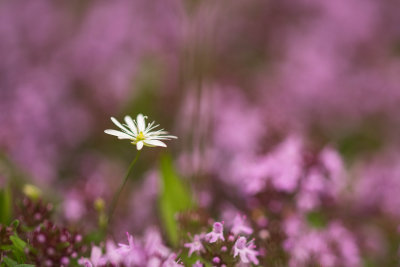 Petites Fleurs