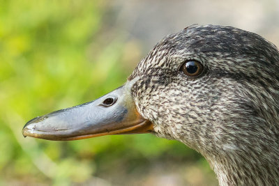 Maman Colvert