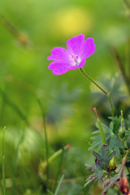 Fleur