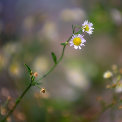 Plante