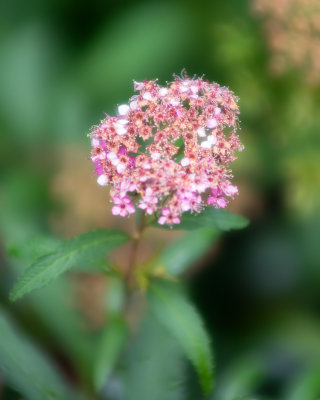 Plante